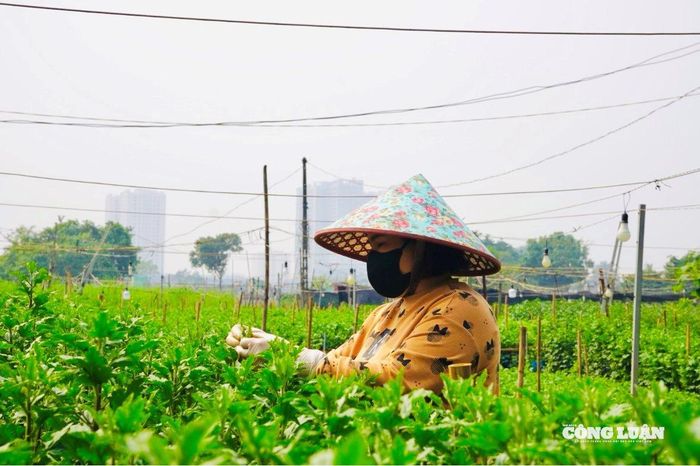 Chị Linh chăm sóc cẩn thận cho từng nụ hoa.