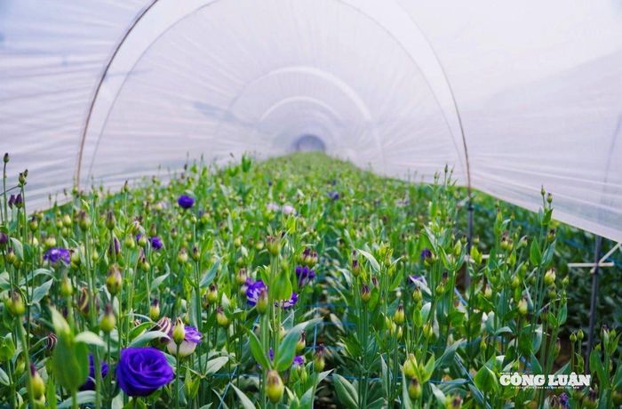 Những bông hoa được chăm sóc theo cách riêng, vừa phủ bạt vừa tạo luống.