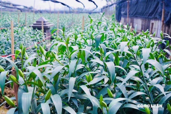 Cây hoa ly được chăm sóc bằng những biện pháp cẩn thận để đảm bảo không bị nở sớm trước Tết.