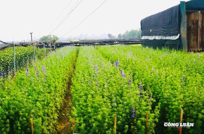 Hoa violet gây ấn tượng bởi màu tím mộng mơ và cây thon, dài.