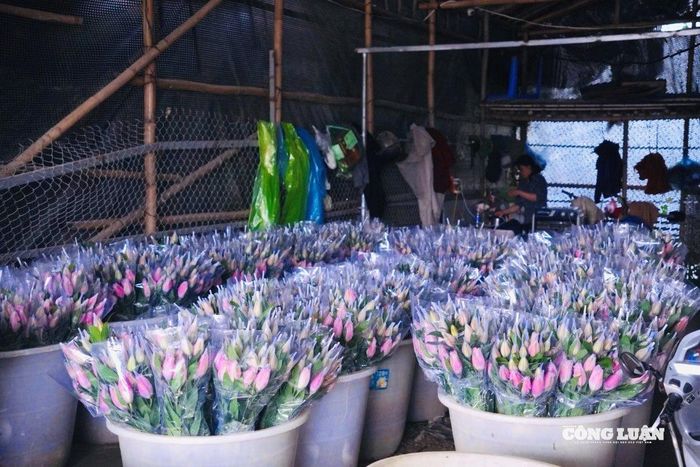 Hoa được sắp xếp thành các bó cẩn thận trước khi giao cho tiểu thương.