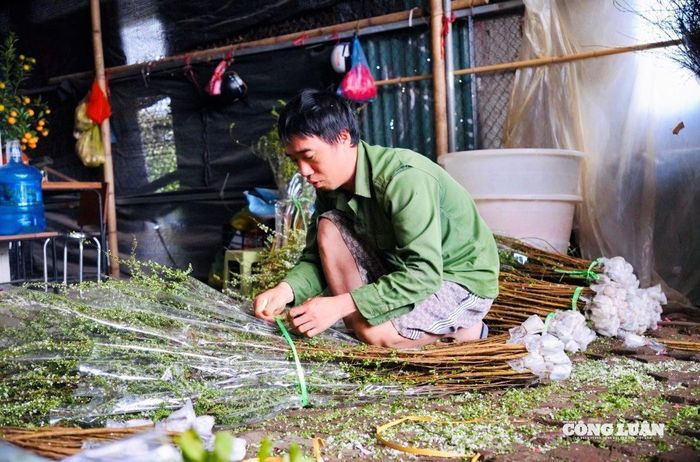 Những cây hoa vận chuyển đi xa phải bọc bông nước ở gốc để giữ được độ tươi.