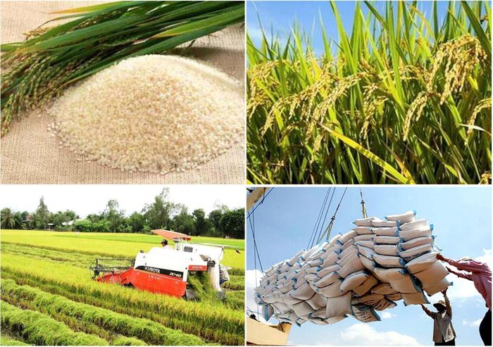 Giá lúa gạo hôm nay 30/1 Thị trường Đồng bằng sông Cửu Long duy trì ổn định