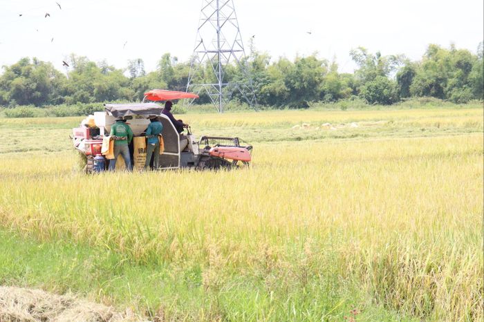 Nông dân các địa phương sản xuất các giống lúa đặc trưng, đặc sản cho năng suất, chất lượng cao. Ảnh: HOÀNG HIỆP