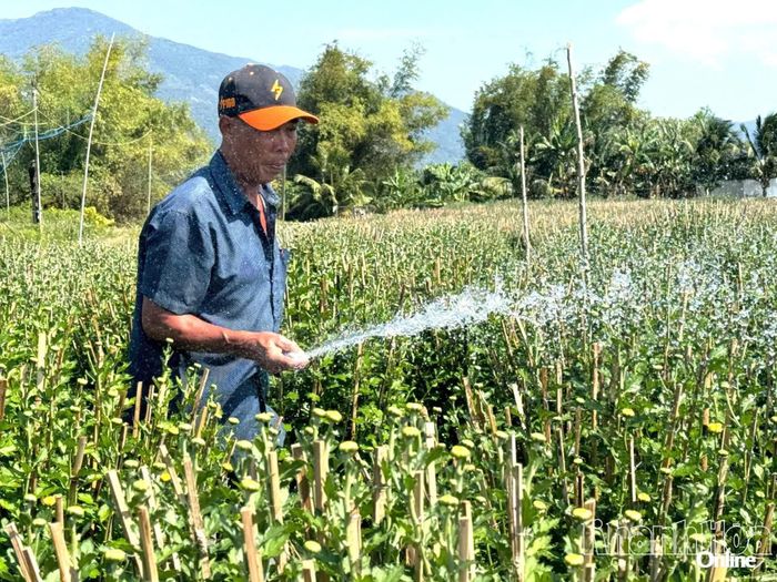 Tuy bị ngập úng nhưng nhờ ông Tùng chăm sóc kỹ nên hoa dự kiến nở đúng dịp Tết. 