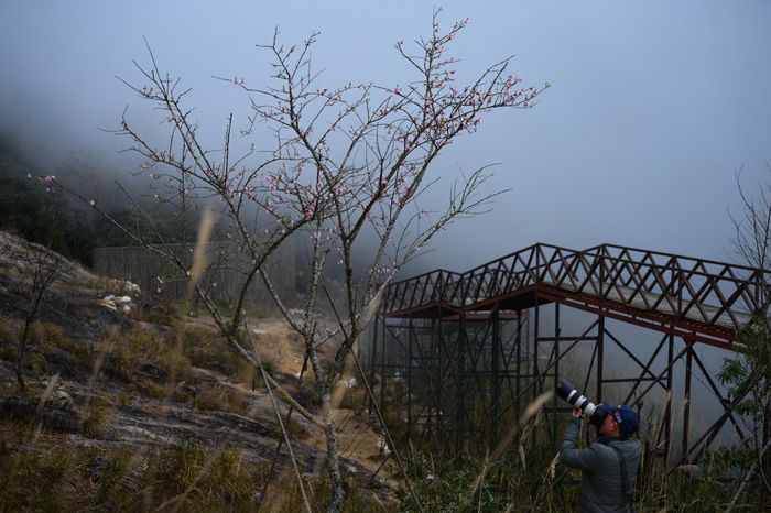 Một du khách say mê lưu lại vẻ đẹp của sắc đào rừng nở rộ giữa thiên nhiên hùng vĩ vùng Tây Bắc. Ảnh: Tuấn Anh