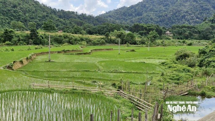 Cánh đồng lúa của đồng bào Đan Lai ở bản Búng. Ảnh tư liệu: Nhật Lân