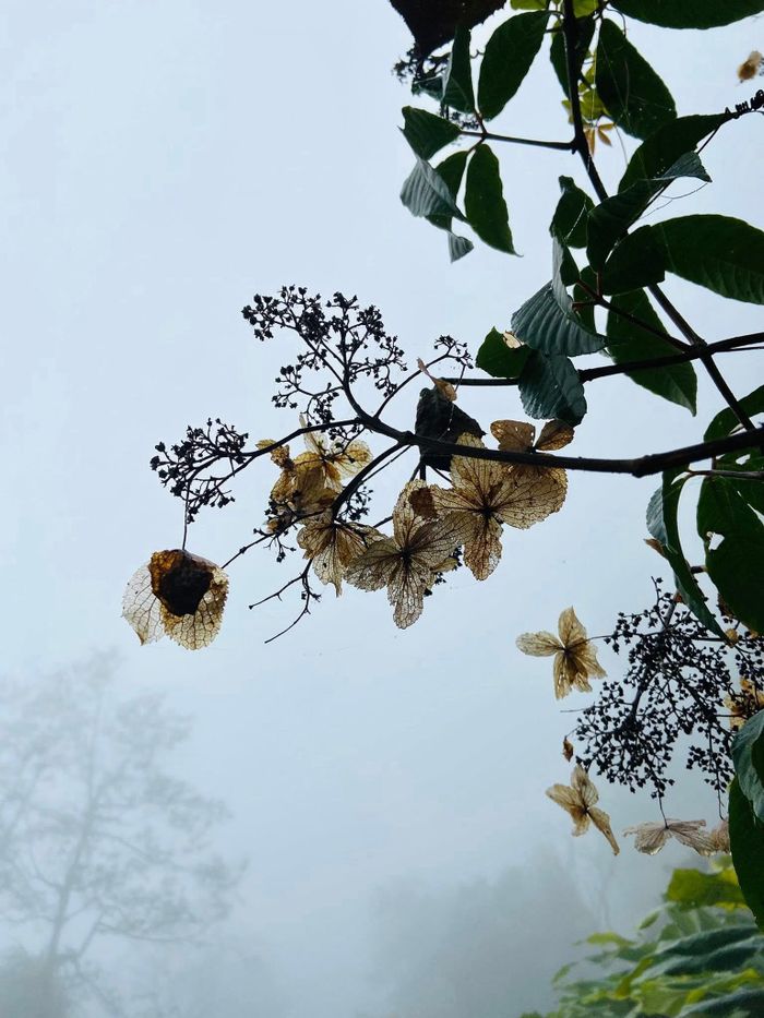 Một sáng mờ sương ở Mộc Châu. Ảnh: Thanh Nhàn