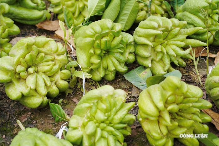 Chị Phạm Thảo, người gắn bó với nghề trồng phật thủ hơn 10 năm, cho biết chưa mùa Tết nào nguồn hàng đẹp lại khan hiếm như năm nay. “Những quả đẹp giá tiền triệu gần như đã được đặt hết từ sớm. Vườn còn lại chủ yếu là hàng thường, sản lượng cũng giảm so với năm ngoái,” chị Thảo chia sẻ.