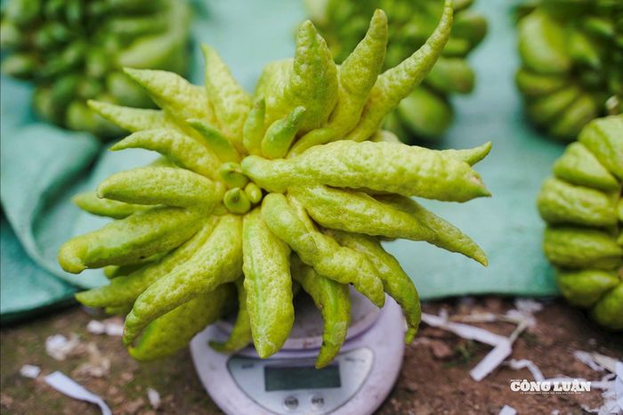 Các hộ trồng cho biết do ảnh hưởng thời tiết khiến mất mùa, giá bán năm nay tăng khoảng 20–30% so với Tết trước. Riêng phật thủ dáng đẹp có thể tăng gấp đôi.