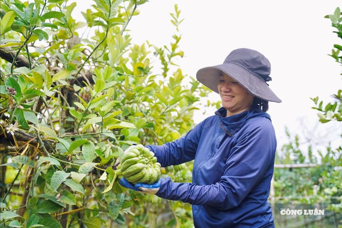Phật thủ vốn được nhiều gia đình ưa chuộng trong mâm ngũ quả ngày Tết bởi hình dáng như bàn tay Phật, mang ý nghĩa cầu mong bình an, may mắn và sung túc trong năm mới. Chính vì vậy, càng cận Tết, nhu cầu tìm mua loại quả này càng tăng.