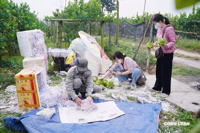 Dịp này, không chỉ thương lái mà nhiều người dân từ các tỉnh thành cũng tìm về Đắc Sở để trực tiếp chọn mua phật thủ trưng Tết hoặc làm quà biếu.