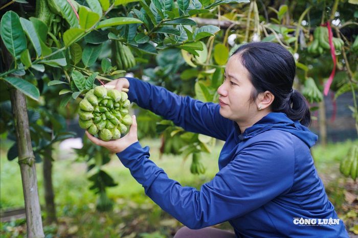 Sau khi hái xuống, phật thủ được lựa chọn kỹ càng, phân loại theo dáng và kích cỡ trước khi đóng gói vận chuyển. Người trồng cho biết chỉ cần va chạm nhẹ cũng có thể làm gãy “ngón” hoặc trầy vỏ, khiến quả mất giá đáng kể.