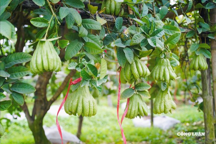 Những quả có hình thức đẹp thường đã được thương lái đến tận nơi đặt mua từ sớm, đánh dấu chờ ngày thu hoạch sát Tết.