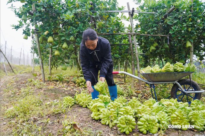 Trên thị trường, phật thủ loại phổ thông hiện có giá khoảng 100.000 – 1.000.000 đồng/quả. Với những quả lớn, ngón xòe đều, dáng đẹp, mức giá có thể lên tới 1 – 3 triệu đồng/quả.