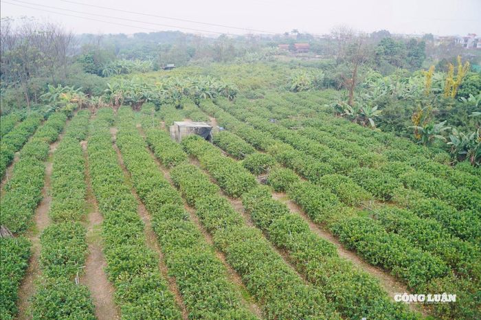 Những ngày cận Tết Nguyên đán Bính Ngọ 2026, các khu vườn phật thủ tại Đắc Sở (Hà Nội) tấp nập người ra vào. Nhà vườn tranh thủ thu hái, chọn lựa từng quả đạt tiêu chuẩn để kịp giao cho khách đặt trước và thương lái đến gom hàng.