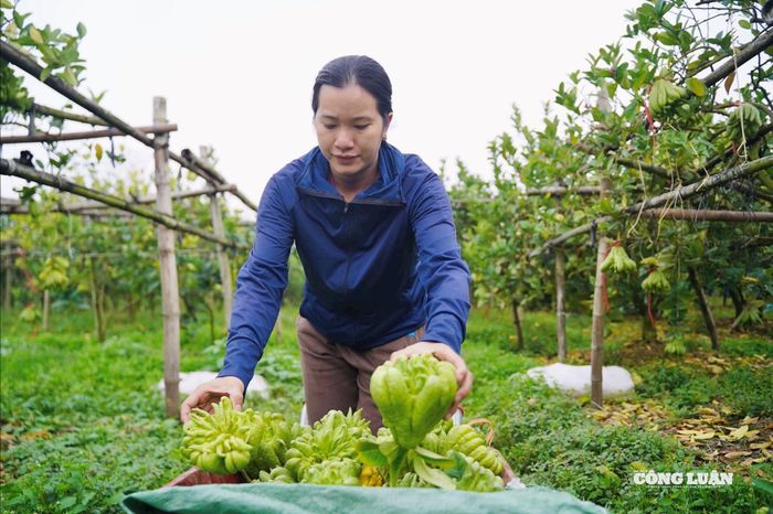Phật thủ có thể thu hoạch rải rác quanh năm, nhưng vụ Tết vẫn là thời điểm quan trọng nhất, mang lại giá trị kinh tế cao. Nhiều gia đình tại Đắc Sở mỗi mùa Tết có thể thu về từ vài chục triệu đến hàng trăm triệu đồng, thậm chí có hộ đạt doanh thu tiền tỷ nhờ đặc sản này.