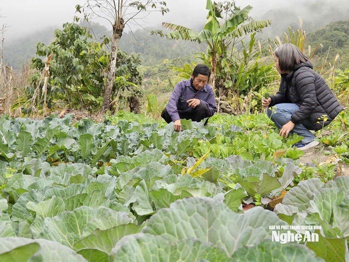 Ông Và Chắn Dờ trồng xen rau ở những chân đất bằng phẳng để có nguồn thu hàng ngày. Ảnh: T.P