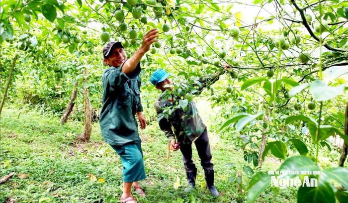 Cây chanh leo bén duyên với Huồi Cọ từ năm 2016 nhờ những người đi đầu như ông Và Chắn Dờ. Ảnh tư liệu