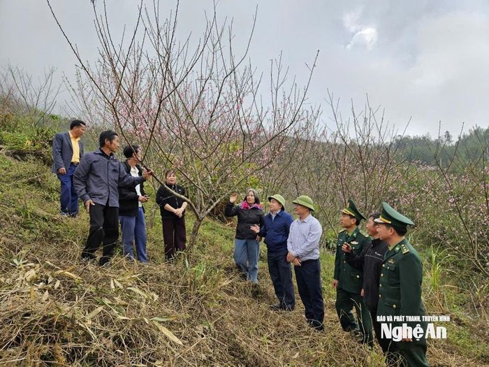 Đoàn công tác xã Nhôn Mai thăm mô hình trồng đào trên rẫy của ông Và Chắn Dờ. Ảnh: T.P