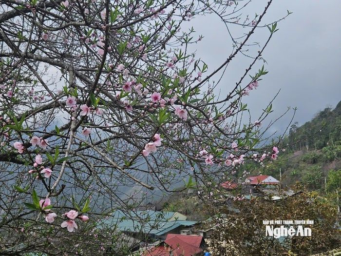 Huồi Cọ bình yên, đổi thay từng ngày nhờ những người uy tín nêu gương như già làng Và Chắn Dờ. Ảnh: T.P