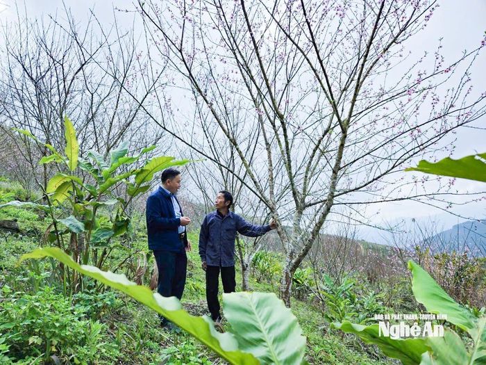 Khách đến mua đào Tết ở rẫy của ông Chắn Dờ. Ảnh: T.P