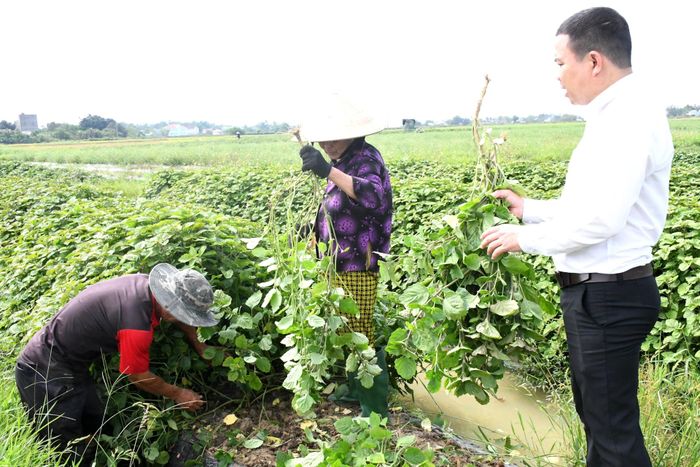 Hợp tác xã Nông nghiệp Bình Đào liên kết với nông dân để trồng lá mùng năm. Ảnh: QUANG VIỆT
