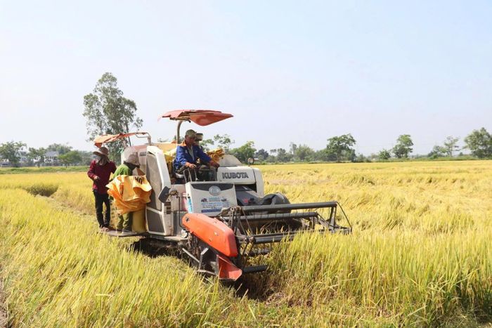 Sản xuất lúa hữu cơ của Hợp tác xã Dịch vụ, sản xuất và kinh doanh tổng hợp Hòa Tiến 1. Ảnh: QUANG VIỆT