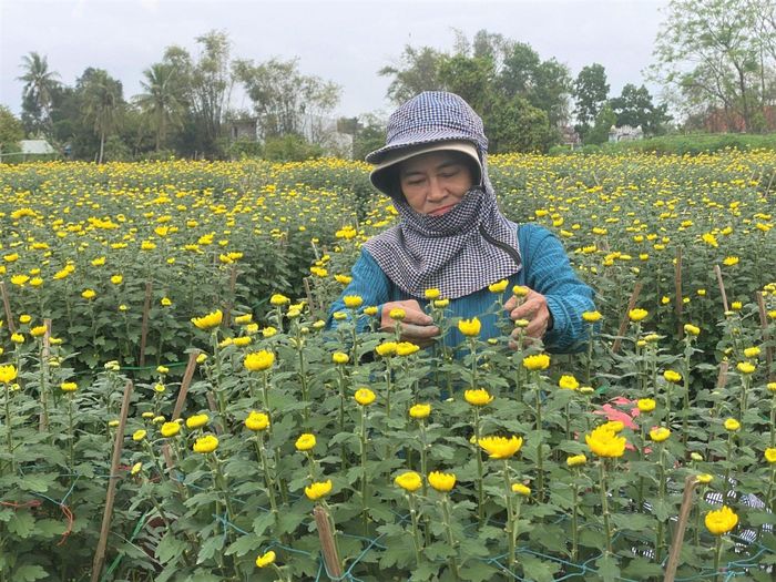 Làng hoa Hà Đông đang vào vụ Tết. Ảnh: KHÁNH LINH