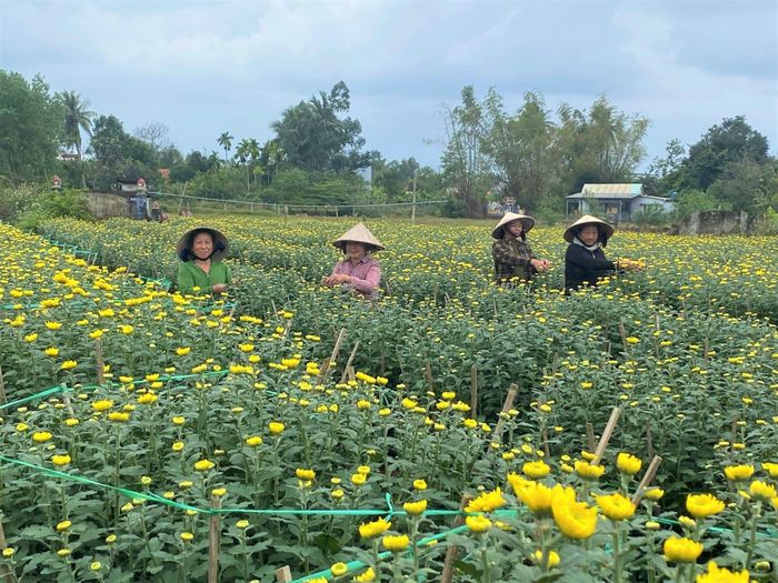 Làng Hà Đông rực rỡ sắc hoa cúc chuẩn bị phục vụ Tết Bính Ngọ 2026. Ảnh: KHÁNH LINH