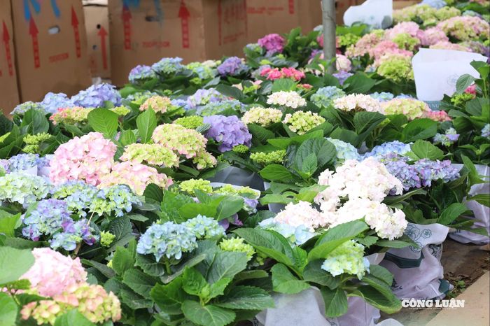 Hoa cẩm tú cầu cũng được nhiều người dân lựa chọn trang trí dịp Tết.