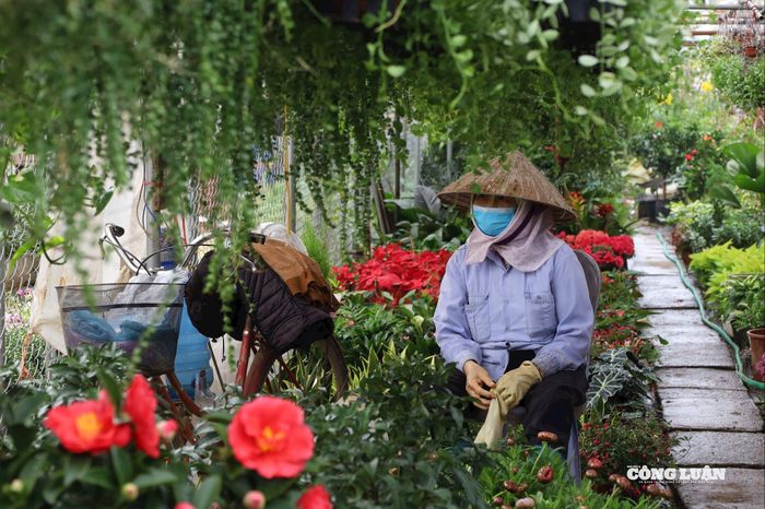 Người bán kỳ vọng thị trường hoa, cây cảnh sôi động mang lại một cái Tết rộn ràng, sung túc hơn.