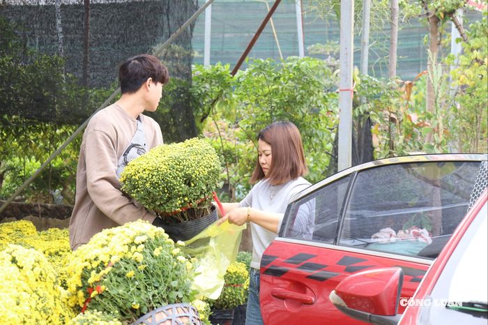 Người dân ưu tiên chọn mua các loại hoa Tết phổ biến như cúc mâm xôi, lan hồ điệp, hoa hồng và nhiều cây cảnh trang trí khác.