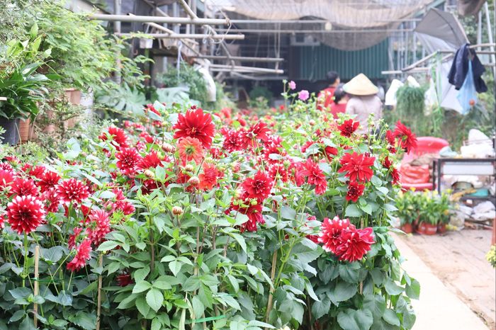 Hoa thược dược được trồng với số lượng lớn, sẵn sàng phục vụ thị trường hoa Tết.
