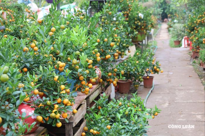 Quất cảnh có nhiều dáng thế đa dạng, từ quất truyền thống đến quất bonsai, đáp ứng thị hiếu người chơi.