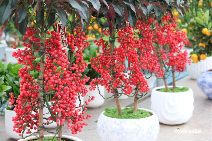 Đào đông gây ấn tượng với những chùm quả đỏ rực, bền màu, tượng trưng cho may mắn và tài lộc dịp đầu năm.