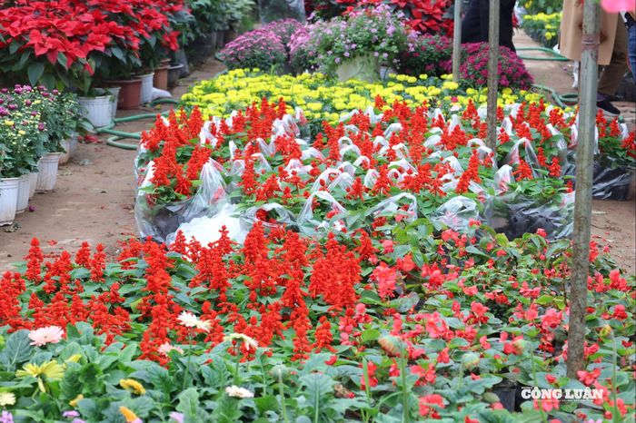 Hoa Xuân Quan luôn nổi bật bởi vẻ đẹp bền lâu, được thị trường ưa chuộng và phân phối tới nhiều tỉnh, thành trên cả nước.