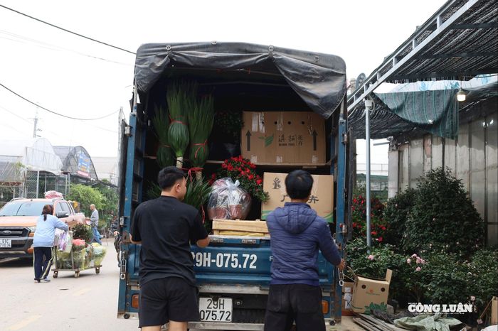 Trước các cửa hàng luôn có xe tải chờ sẵn để vận chuyển hoa đi các tỉnh miền Bắc.