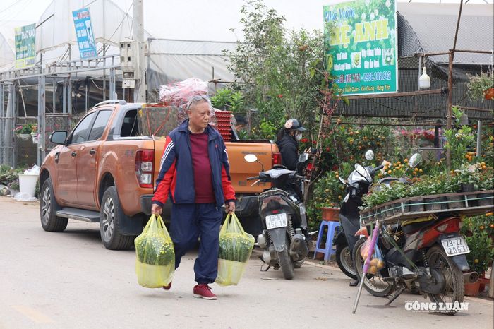 Giá bán thời điểm đầu năm hiện vẫn giữ ở mức ổn định, song dự kiến từ khoảng 20 tháng Chạp, giá nhiều loại cây có thể tăng 10 - 30% tùy kích thước và thế dáng.