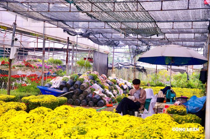 Những chậu hoa cúc được nhập về với số lượng lớn bởi nhu cầu mua khá nhiều.