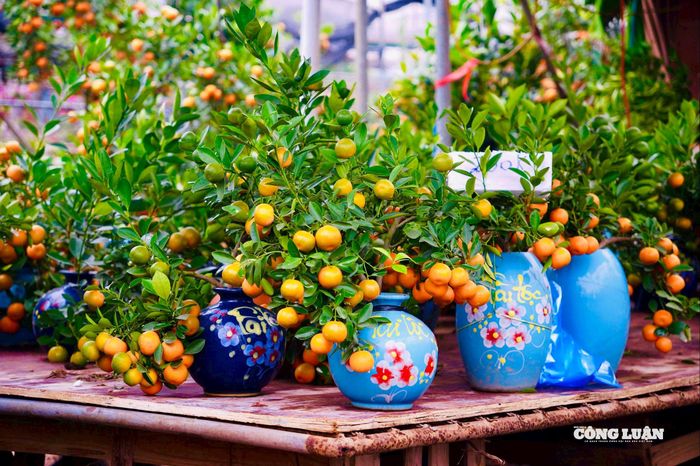 Những cây quất được trồng trong bình gốm nghệ thuật mang vẻ đẹp tinh tế.