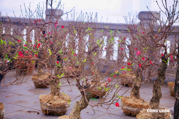 Những cây đào mini trông bắt mắt, trở thành xu hướng lựa chọn cây cảnh cho Tết năm nay.