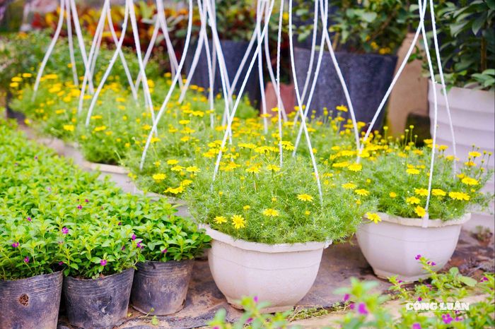Một số những loại cây hoa mini khác được ưa chuộng trong dịp tết Bính Ngọ.