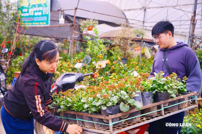 Nhiều tiểu thương tới các chợ hoa để nhập các cây nhỏ về bán.