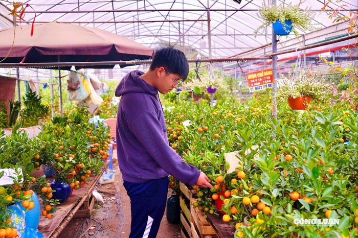 Anh Nguyễn Nam đang chăm sóc và kiểm tra chất lượng cho những cây quất của mình.