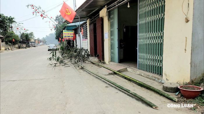 Những cây tre hay chảy già, thân thẳng tắp được người dân tuyển chọn kỹ lưỡng chuẩn bị dựng nêu - Ảnh: Phùng Thọ.