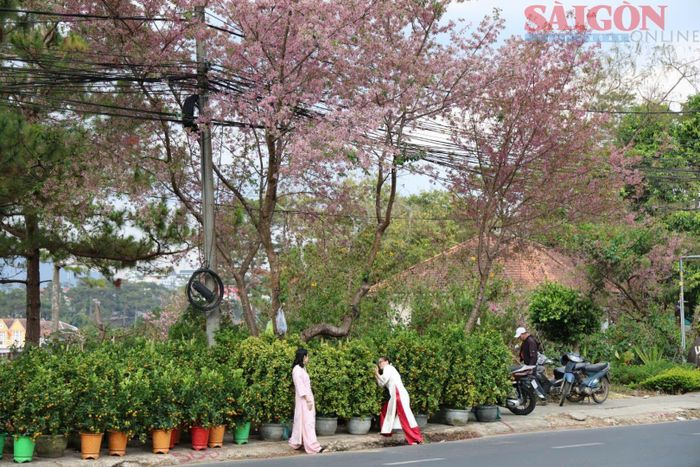  Nhiều người dân bắt đầu xúng xính trang phục đẹp xuống chợ hoa tết 