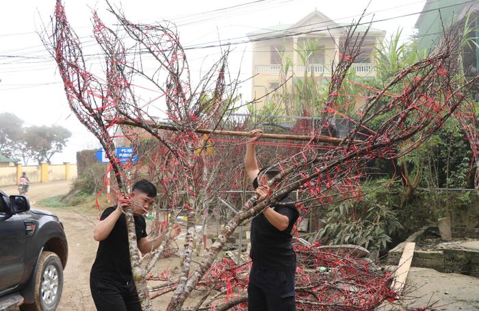 Mặc dù giá khá cao, song đào rừng vẫn được thị trường ưa chuộng. Ảnh: Kim Long