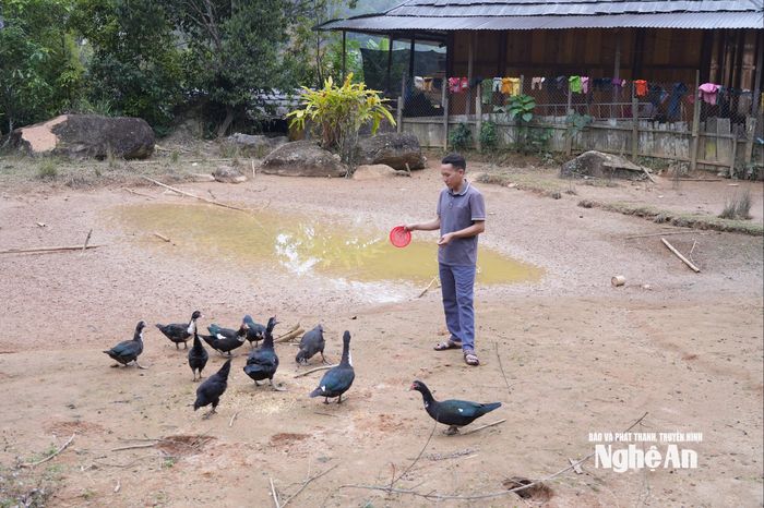 Anh Xồng Bá Thông bản Huồi Mới xây dựng mô hình trang trại chăn nuôi kết hợp trồng đào. Ảnh: TP