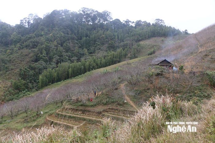 Một vườn đào của người dân bản Huồi Mới, xã Tri Lễ. Ảnh: Khánh Ly